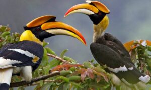 18 Days: Birding And Wildlife Adventure Safari Tour in Uganda