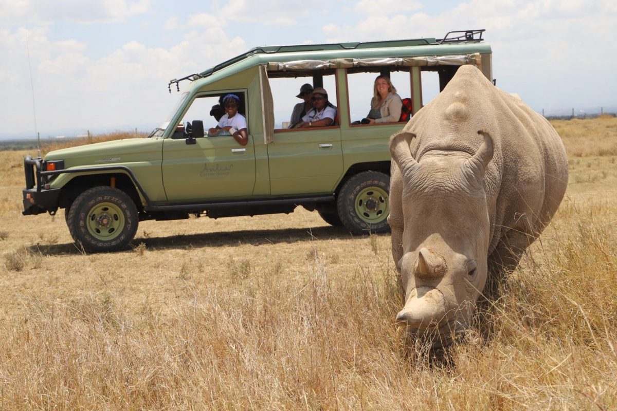 Kenya Rhino Game Drive