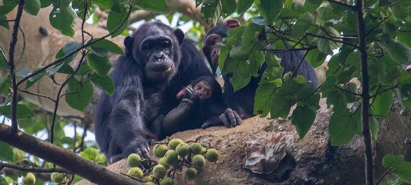 9 Days Mountain Gorilla Trekking And Wildlife Rwanda Safari Tour