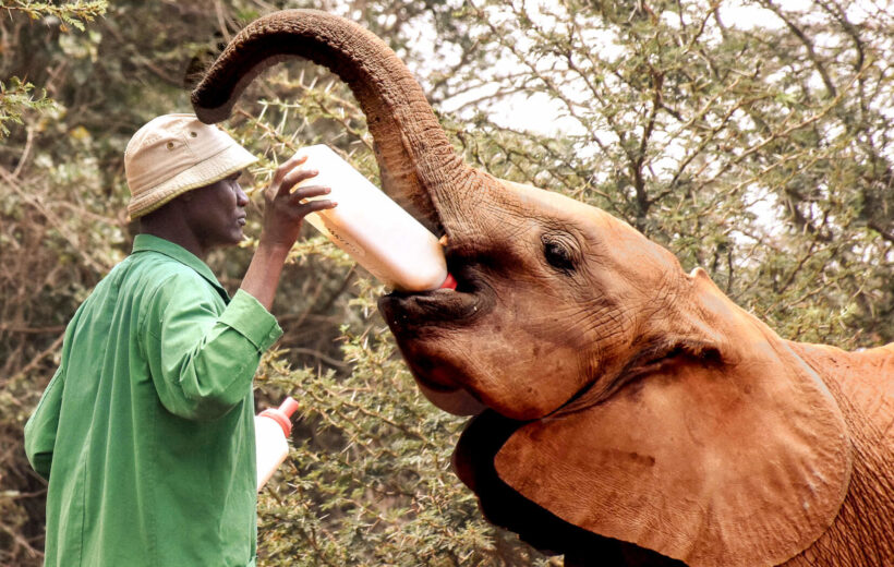 7 Days Tanzania Wildlife Tour